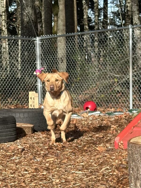 Tater runs through a bark chip play yard. His front feet are off the ground and his ears are bouncing up into the air while he runs.