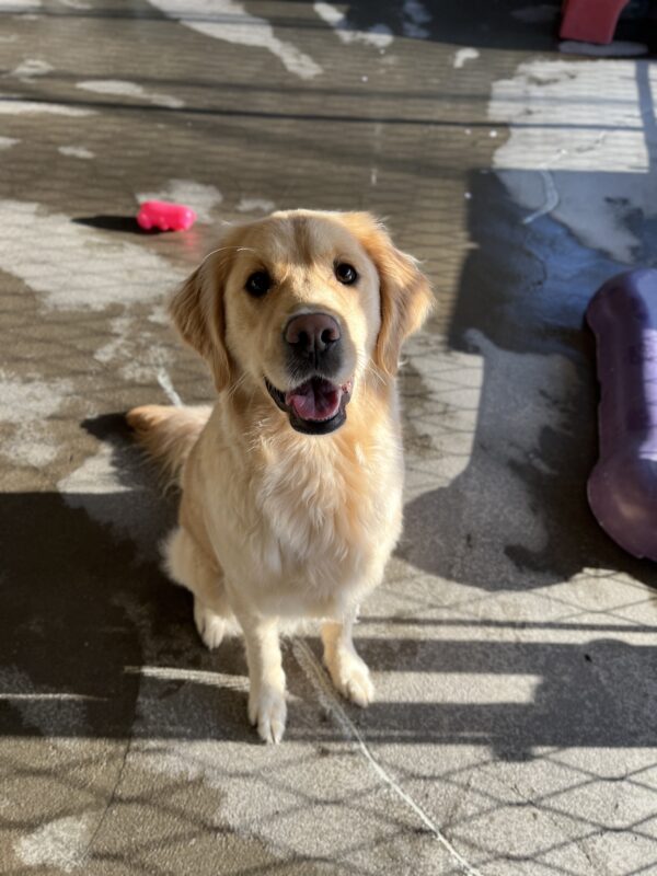 Deedee sits in the community run and smiles up at the camera, she is golden in the sunlight. There is a pink rubber toy behind her in the background.