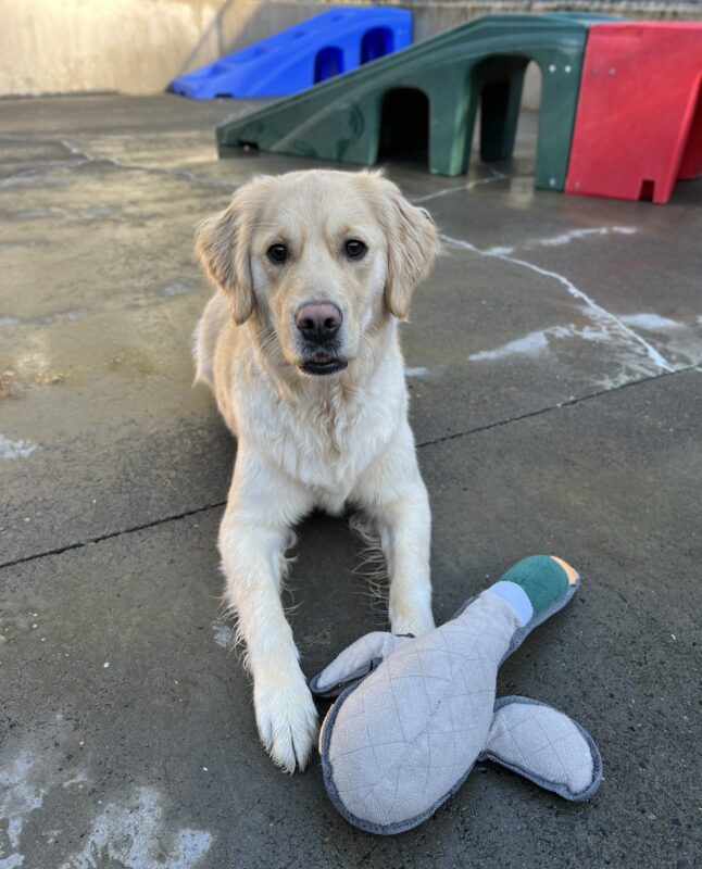 Deedee lies on the ground in community run with a stuffed duck on her front paws. She is smiling at the camera. There is blue, green, and red outdoor play equipment behind her in the background.