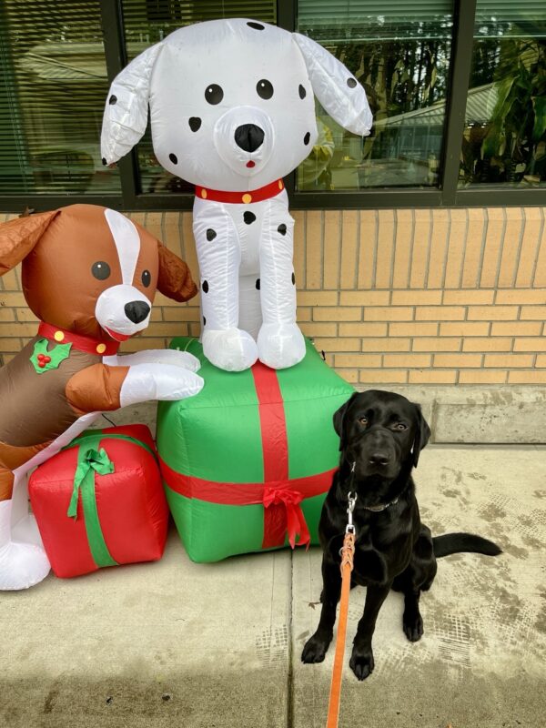 Canela sits in front of two holiday blow up dogs on red and green wrapped presents with bows. She's on leash looking at the camera. The fake dog on the left is brown and white and the one on the right is a Dalmatian. Both fake dogs have red collars and the one on the left has holly on it's collar. There is a wall with windows in the background.