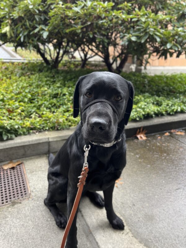 Canela sits on the sidewalk outside on leash. She is looking at the camera calmly. There are green bushes and a curb behind her.
