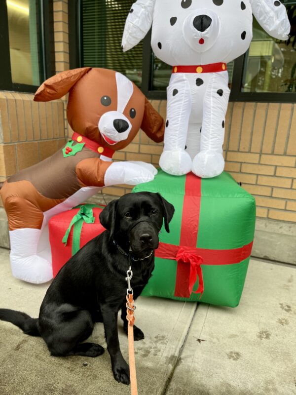 Minnow sits in front of two holiday blow up dogs on red and green wrapped presents with bows. She's on leash looking alert at the camera. The fake dog on the left is brown and white and the one on the right is a Dalmatian. Both fake dogs have red collars and the one on the left has holly on it's collar. There is a wall with windows in the background.