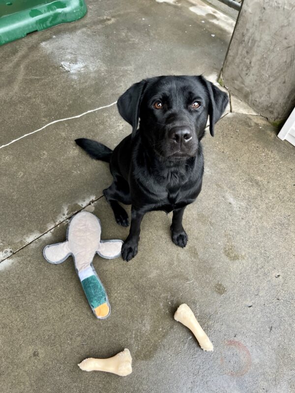 Minnow is sitting in Community Run looking up at the camera. She is focused and alert. At her feet are two white Nylabones and a stuffed duck. There is green outdoor play equipment in the top left corner.
