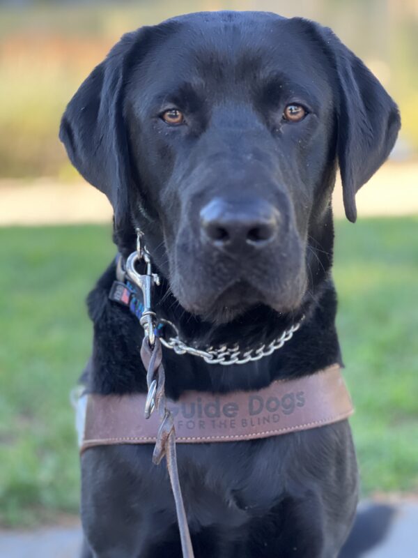 Portrait of Benny wearing his harness. His brown eyes stare intently into the camera. There’s a blurry park background.