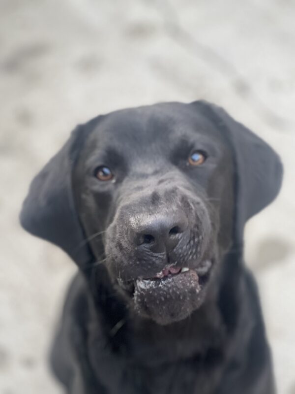 Benny makes a funny face as he chews a kibble. This portrait was taken in the middle of a group play session.