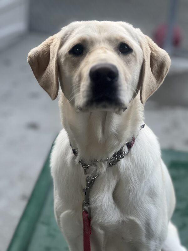Elle takes a break from playing to sit and pose for a picture on a play structure.
