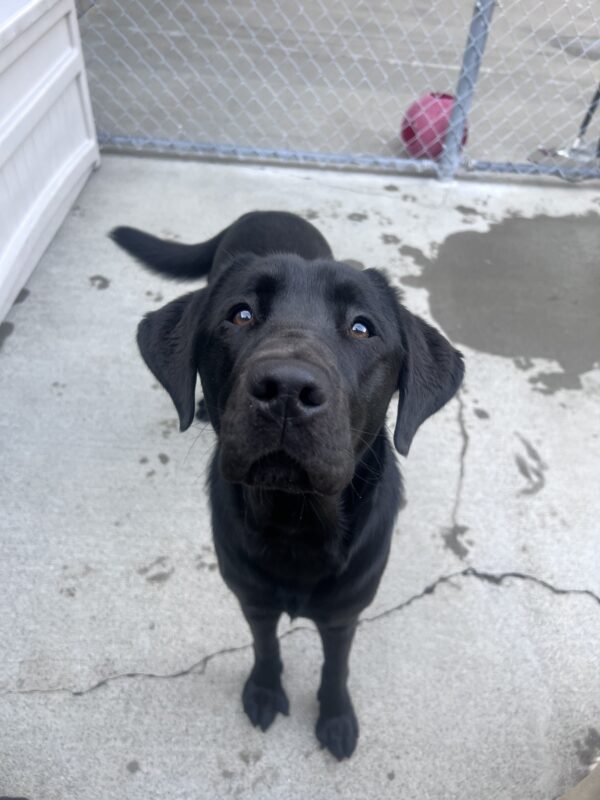 Pacidy looks up towards the camera after taking a break from running around playing. Her tail sways to the side.