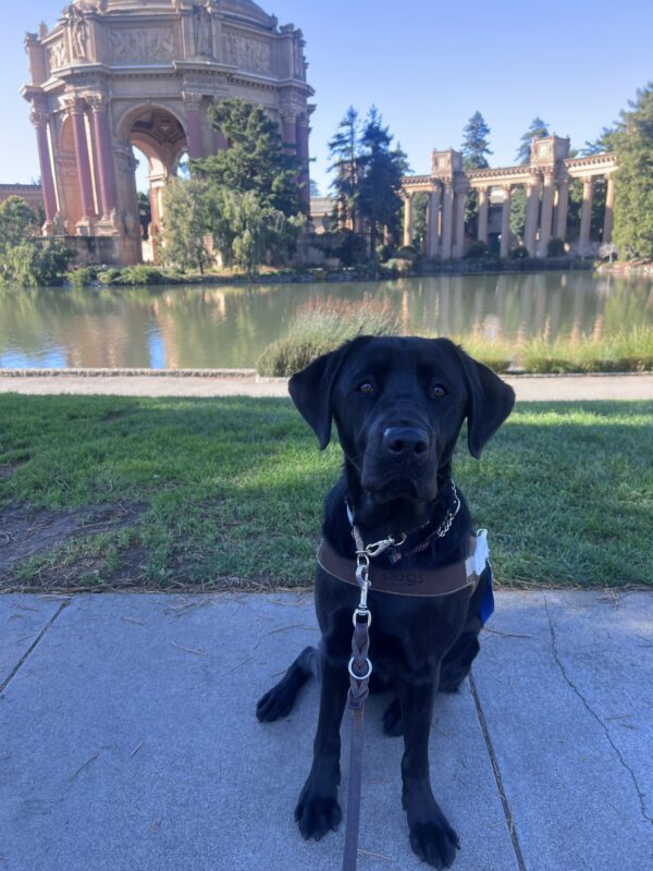 Pacidy sits in front of the Palace of Fine Arts wearing her harness.