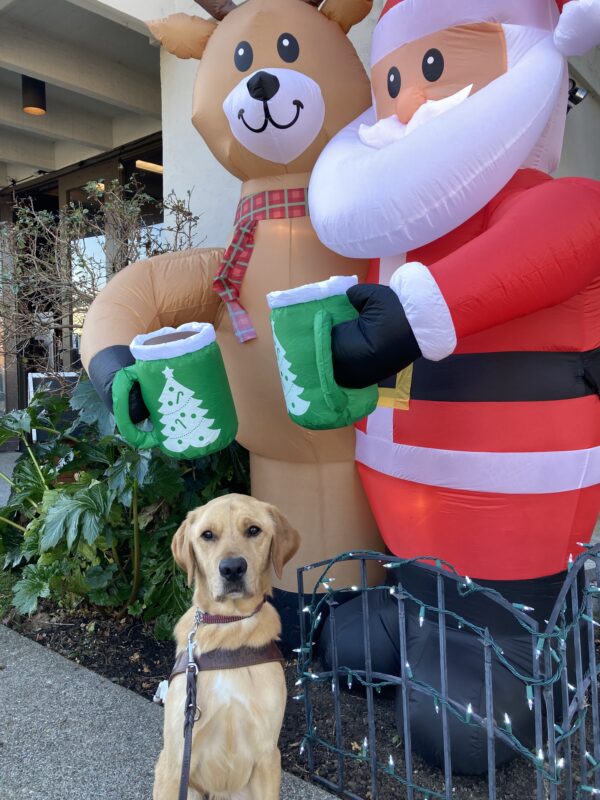 <p>Navi is wearing his harness and sitting so nicely. Behind him are two large blow-up Christmas decorations of Santa dressed in red and a light brown Reindeer. Both are holding green coffee mugs.</p>