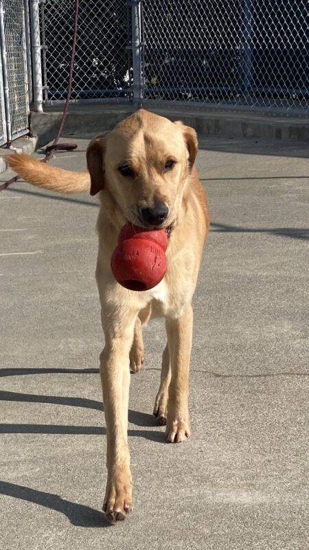 <p>Navi is running and playing in an enclose area with a large, red Kong in his mouth. So fun!</p>
