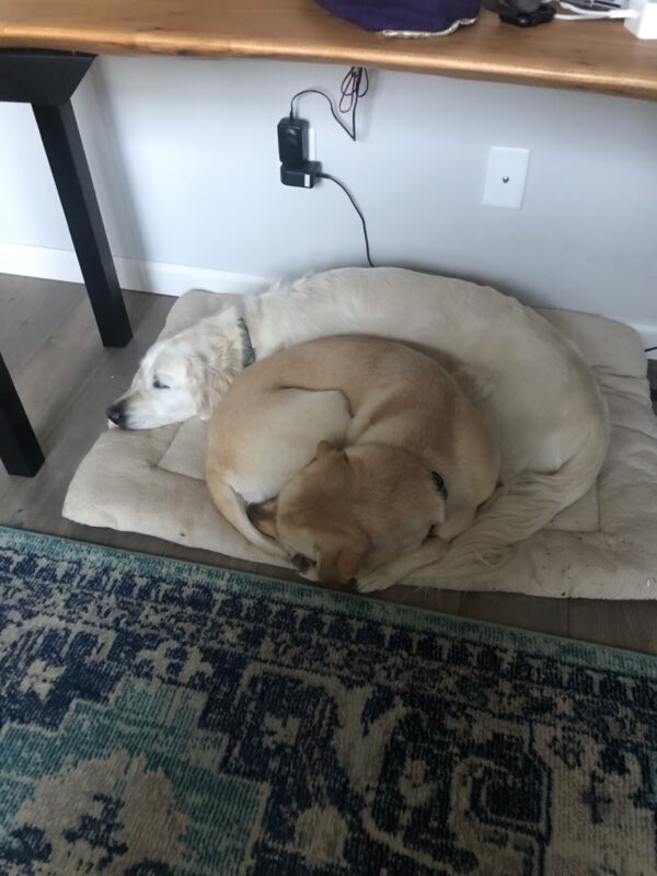 Yellow Labrador Retriever Nomi is curled up with her foster care friend on a dog bed.