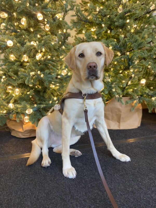 Yellow Labrador Retriever Nomi proudly wears her GDB guide dog harness while sitting in front of a Christmas tree with lights.