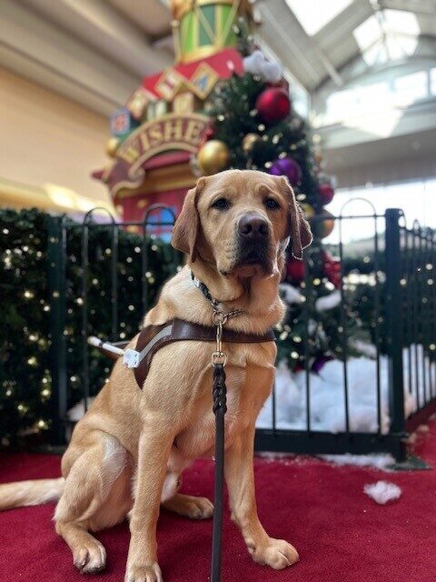 Arrow is sitting in his harness on a red carpet looking at the camera. Behind him is a Christmas tree with round colorful ornaments and fake snow piled at the bottom. There is also a fake green hedge with white twinkly lights.