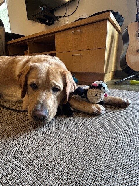 Arrow is laying on a tan rug with his chin resting on the floor looking towards the camera. Between his front paws is a black and white soft cow toy.
