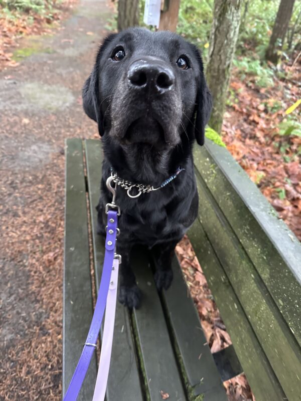 Autumn sits on a bench at the side of a walking trail. Her beautiful brown eyes are looking just past the camera.