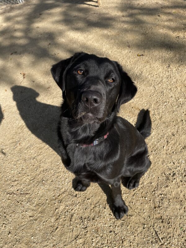 <p>Bailey sits politely in the sand looking up at the camera awaiting a treat.</p>