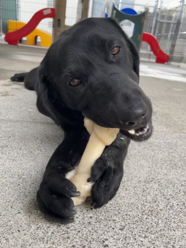 <p>Bailey relaxes in community run, laying down and chewing on a nylabone between her front feet.</p>