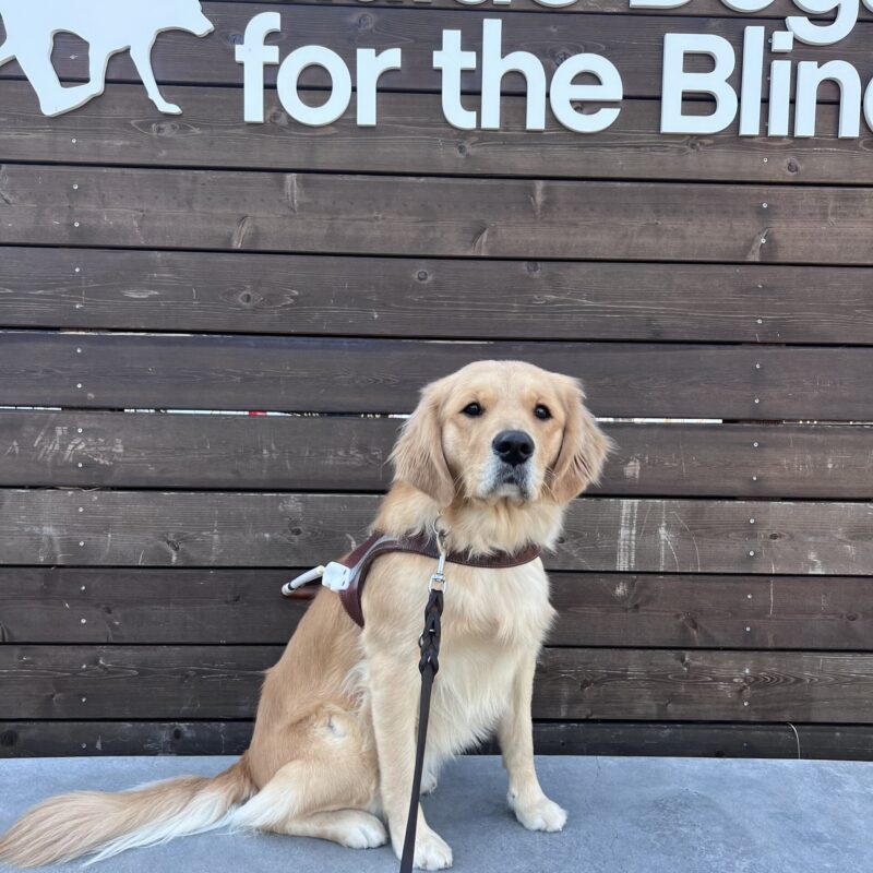 Benissa is sitting in front of a wooden sign that says Guide Dogs for the Blind. She is wearing her harness and is looking at the camera with a focused expression on her face.