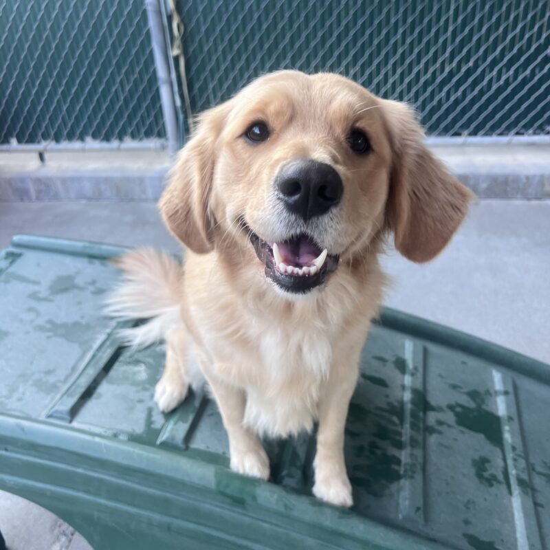 Benissa is sitting on a green play structure in community run. She is looking at the camera with her mouth open in happy smile.