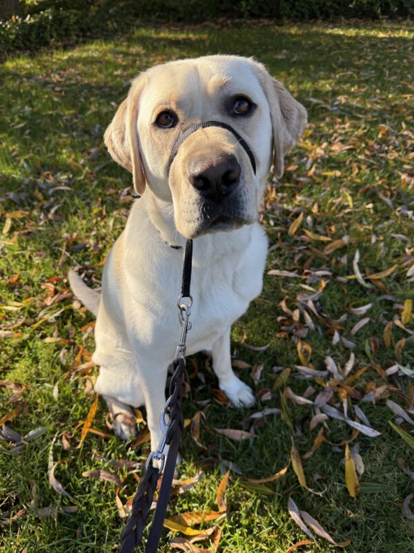 <p>Bidwell sits in the grass, looking up at the camera. The sunlight is mottled through the trees and he is surrounded by yellow fall leaves.</p>