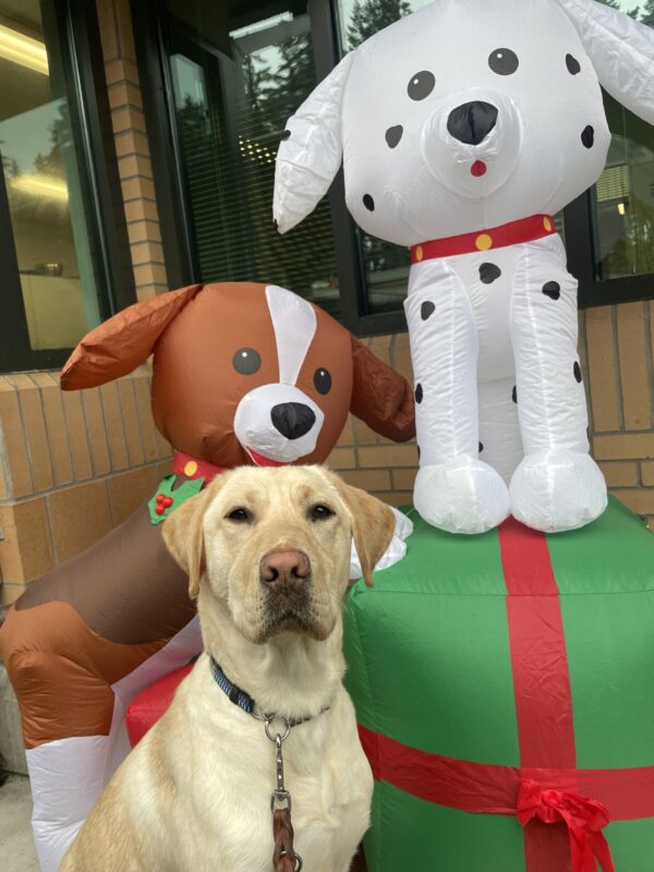 Booker, a yellow Labrador Retriever, sitting in front of an inflatable Christmas decoration of two dogs, a Dalmatian and a Beagle, perched on a green and red wrapped present.