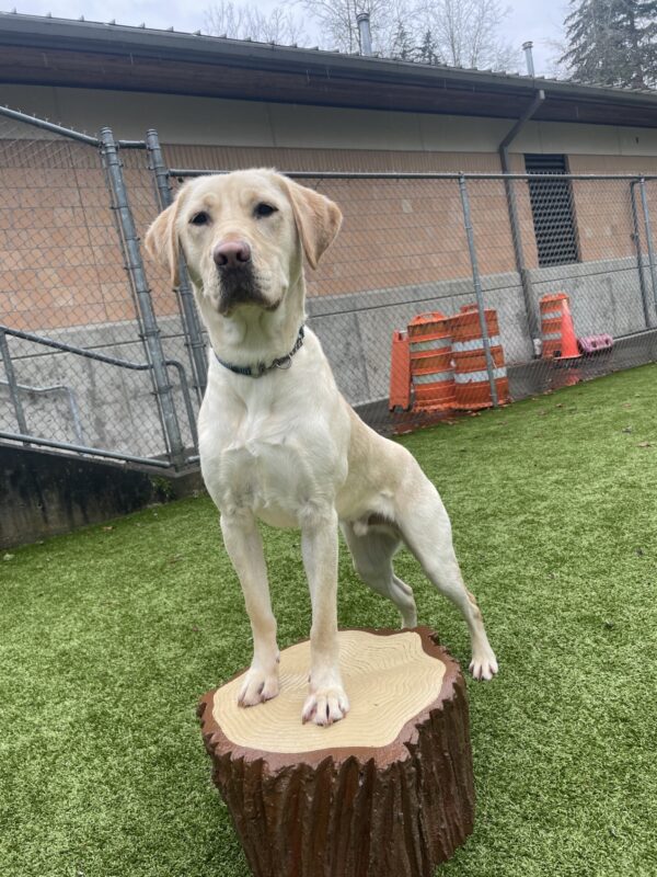 Booker, a yellow Labrador Retriever, is posing in a turf play yard with his front legs on a fake wooden stump. He is looking at the camera with a serious expression on his face. A concrete and brick building, a chain-link fence, and some orange cones and obstacles can be seen in the background.