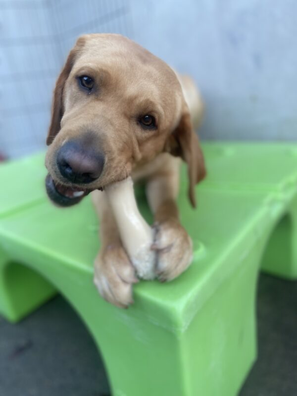Brulee lays on a green piece of play equipment in the community run area. She is looking toward the camera as she chews on a Nylabone that is positioned between her front paws.