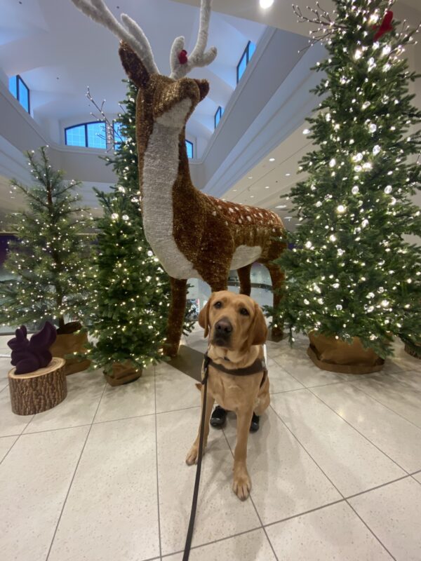 Brulee sits in front of a holiday display in the mall. She is wearing her guide dog harness and booties on her hind feet. Behind her are trees of varying heights lit up with lights and a large reindeer statue.