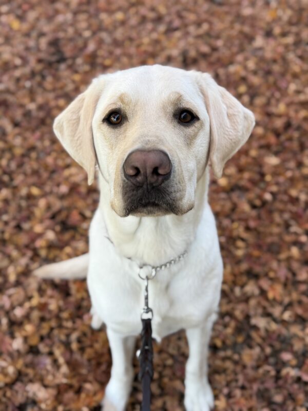 <p>Caper sits in the orange fall leaves, looking up into the camera with his soft brown eyes.</p>