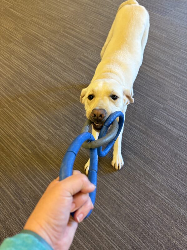 <p>Caper plays tug with his handler. He is deep in concentration, pulling back against the blue and grey rubber ring toy.</p>