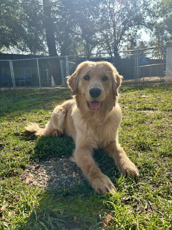 Cezanne is laying down in a grass play area with trees and a fence in the background. The sun is shining on her and she’s smiling with her mouth open.