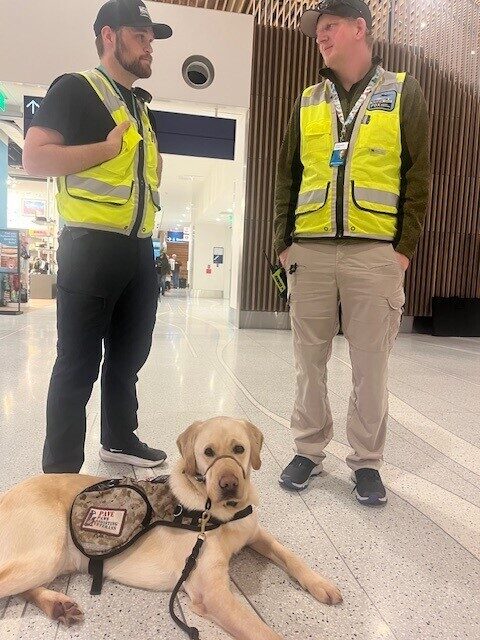 Yellow Lab Champion laying on the airport floor in front of some workers