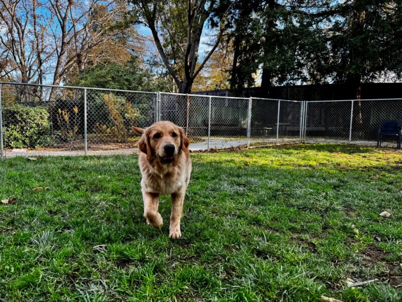Charmaine is pictured running in our fenced grass paddock area on campus. She is running straight to the camera with her tail in motion as she appears to be smiling.