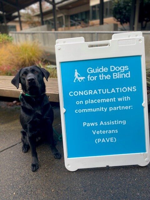 Black Lab Cinder sitting by a blue sign congratulating her on going to PAVE