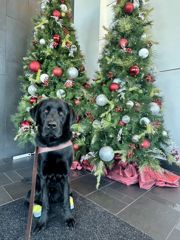 Davey is sitting in front of two tall Christmas trees decorated with red and silver ornaments. He’s in his guide dog harness with green booties on his back paws and is looking at the camera.