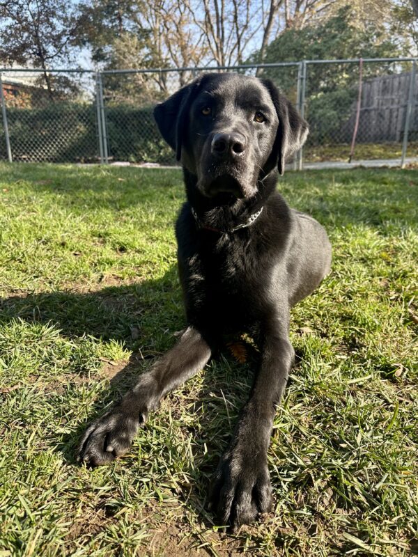Davey is laying down in a grass play area with a fence, trees, and blue sky in the background. The sun is shining as he looks towards the camera.