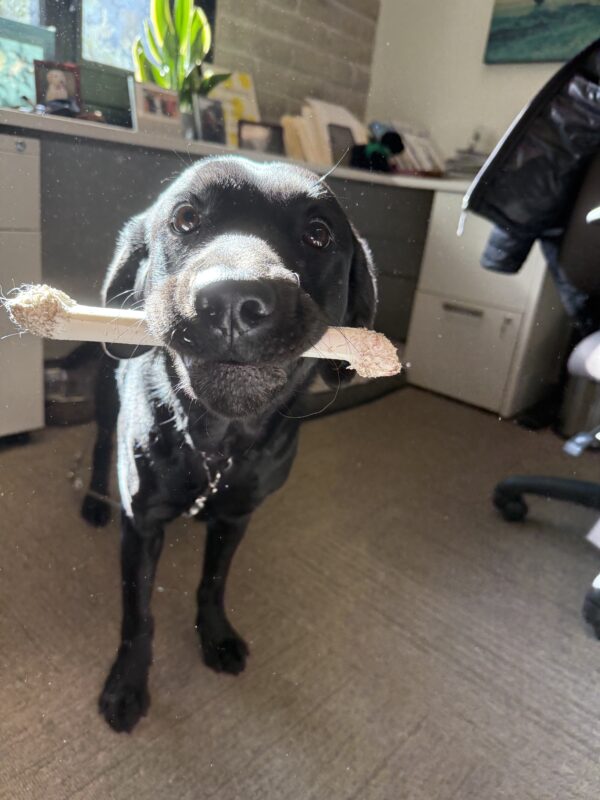 <p>Rosa spends some time in a GDB office and shows off her nylabone for the camera. </p>