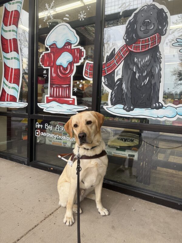 Denny sits in harness in front of a store front looking at the camera. There is a black dog, a fire hydrant, and a red, green, and white striped pole painted on the window behind him.