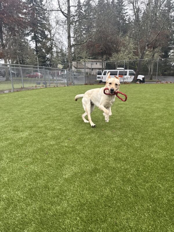 Denny runs toward the camera in the grassy free run area with a red tug toy in his mouth. His front feet are off the ground, his ears are flapping up, and he appears to be smiling. There is chain link fencing and a parking lot in the background.