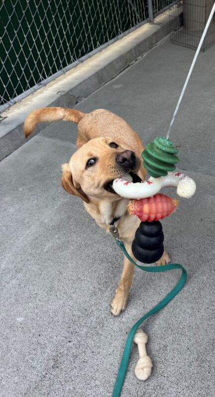 Dexter happily plays with a hanging toy consisting of various toys in his mouth.