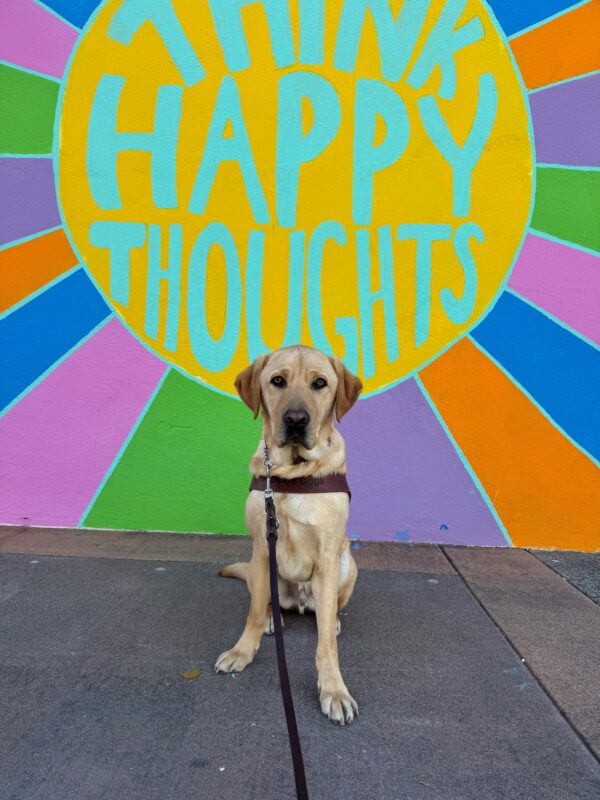 Dexter sits in harness while looking directly into the camera. In the background is a colorful mural that says