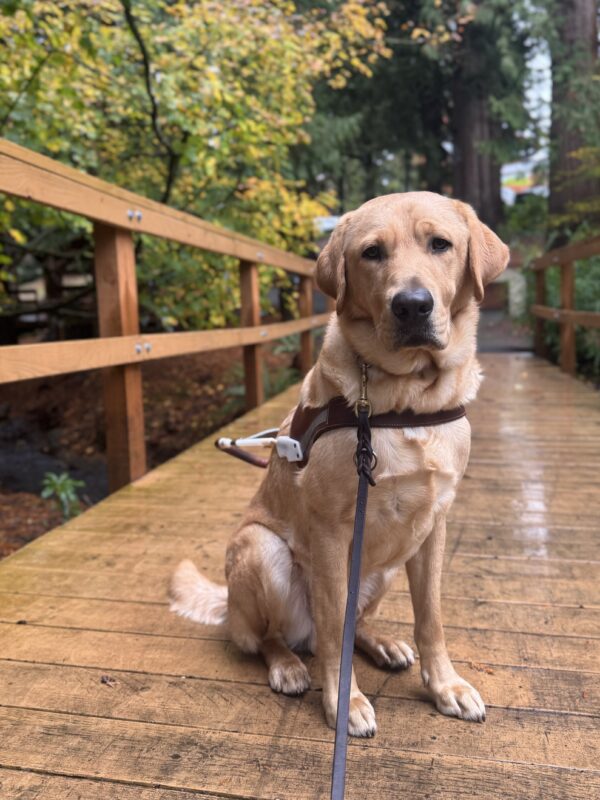 Duvall poses stoically in harness on a bridge that is wet from the rain, surrounded by lush greenery.