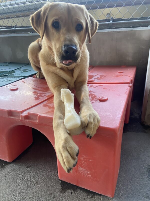 Duvall lays on a red play structure with a bone between his front paws. He's looking at the camera with his tongue a little bit out.