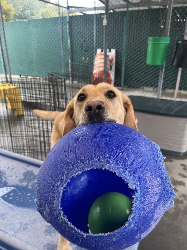 Emiko is pictured holding a large jolly ball while standing on a play structure in a community run yard on campus.