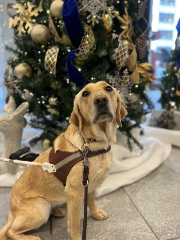 Emiko is pictured wearing her harness and sitting in front of a Christmas tree.