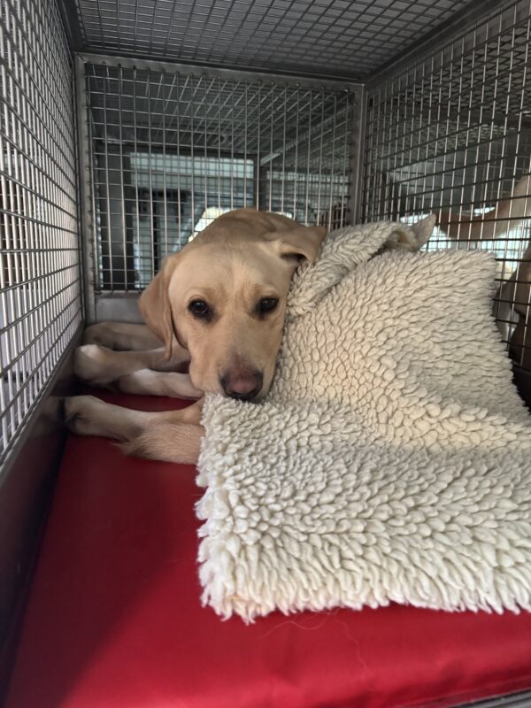 Looking at the camera, Farley lays on a bright red mat in his training van crate. Draped over him like a blanket is a cozy fleece rug.