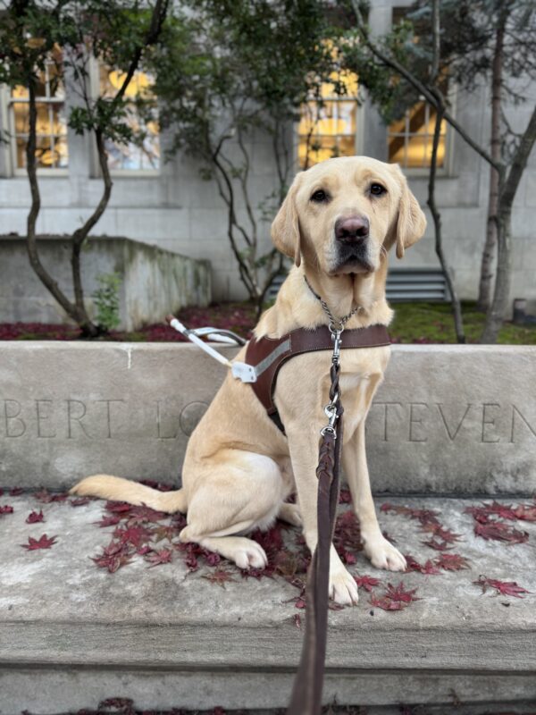 Farley sits in harness on a concrete bench scattered with red fall leaves. Behind him are spindly trees a concrete building with glowing yellow windows.