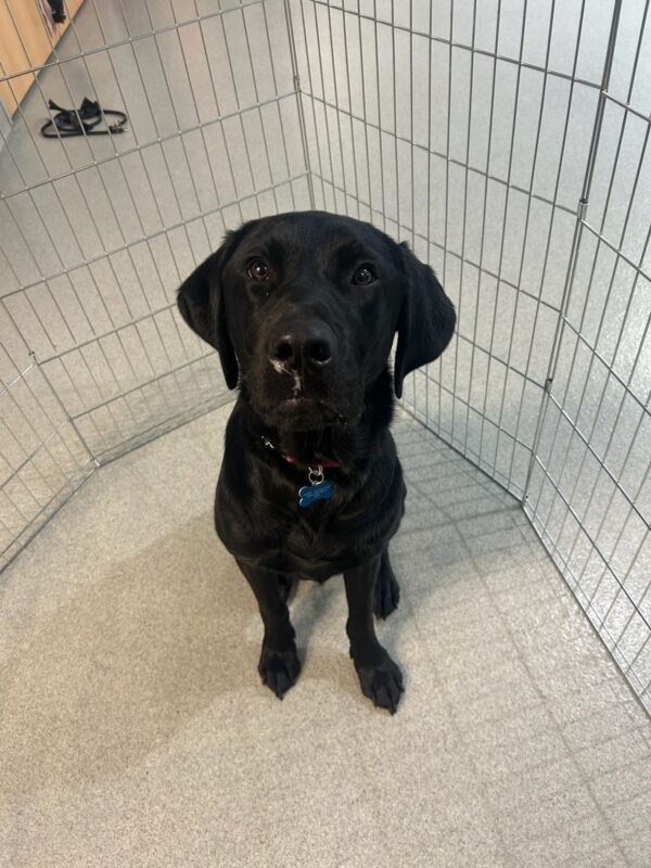 Black lab Frontier staring up at the camera in an x-pen waiting for his turn to train.