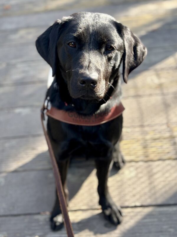 Gabby sits on a boardwalk facing the camera while wearing her guide dog harness, a serious look on her face.