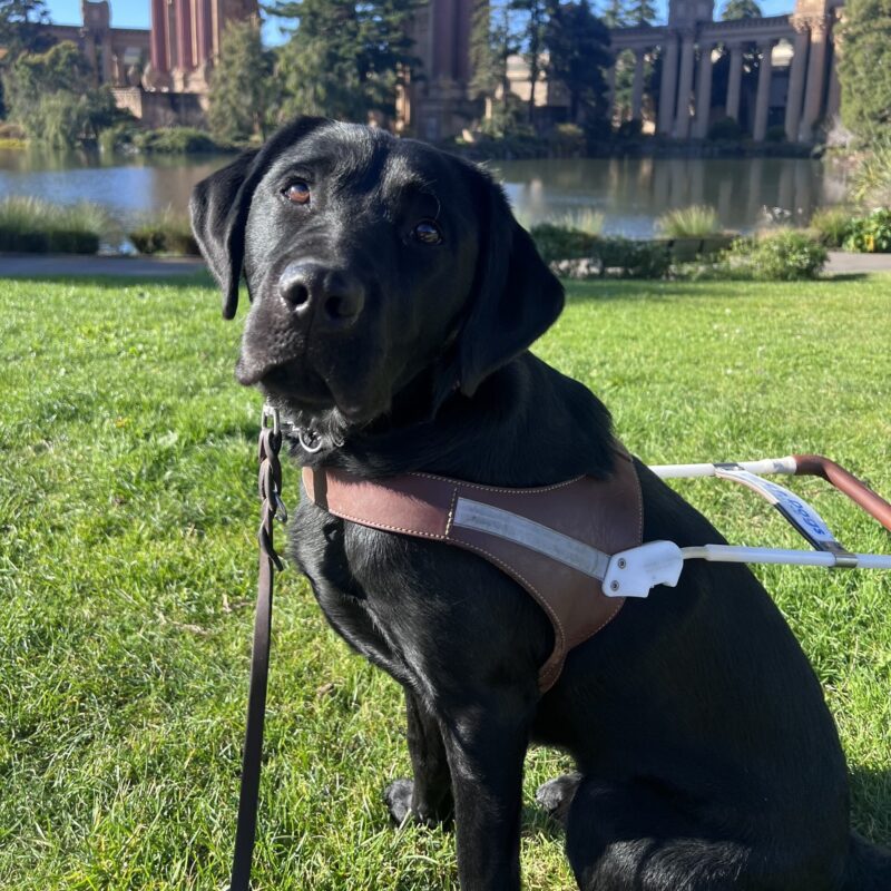Gadget is sitting in front of the Palace of Fine Arts in San Francisco. She is wearing her harness and is looking up at the camera.
